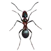 Ant simulator APK