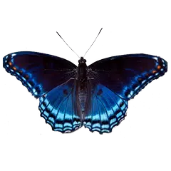 Baixar Butterfly simulator APK