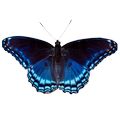 Butterfly simulator