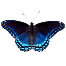 Butterfly simulator APK