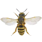 Bee أيقونة