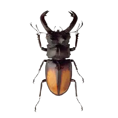 Beetle simulator APK download