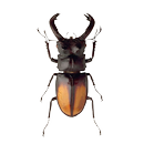 Beetle simulator APK