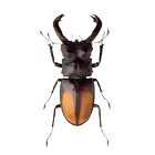 Beetle icon