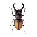 Beetle icon