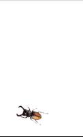 Beetle poster
