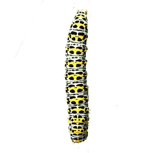 Caterpillar simulator