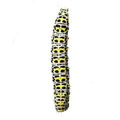 Caterpillar simulator
