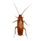 آیکون‌ Cockroach