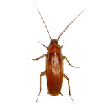 Cockroach ikon