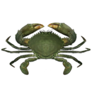 Crab simulator APK