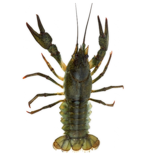 Crawfish simulator