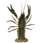 Crawfish icône