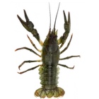 Crawfish 图标
