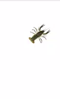 Crawfish 截图 6