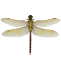 Dragonfly simulator