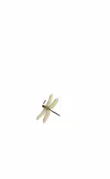 Dragonfly اسکرین شاٹ 2