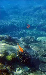 Descargar APK de Fish simulator