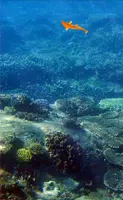 Fish ภาพหน้าจอ 1