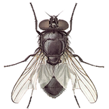 Fly icon