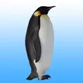 Flying penguin