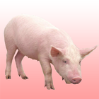 Pig sound icon