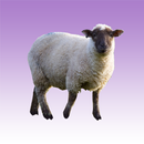 Sheep sounds APK