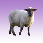 Sheep sounds ไอคอน
