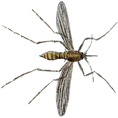 Smash mosquito