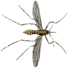 Smash mosquito icon