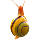 Snail アイコン