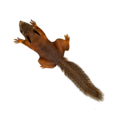 Squirrel simulator