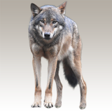 آیکون‌ Wolf sounds