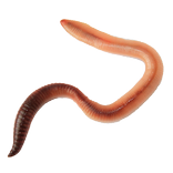 Worm simulator