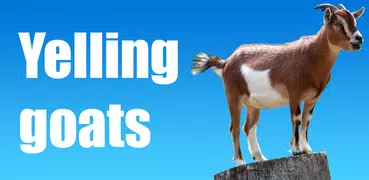 Yelling goats sounds