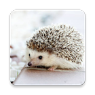 動物図鑑 simgesi