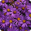 Asteraceae APK