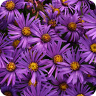 Asteraceae icône