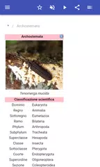 download Coleotteri APK