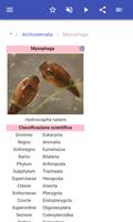 2 Schermata Coleotteri