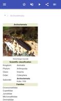Beetles اسکرین شاٹ 1