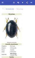 Beetles اسکرین شاٹ 2