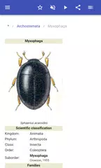 Beetles APK download