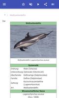 Dolphins Screenshot 1