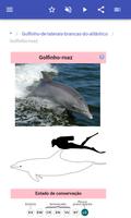 Dolphins imagem de tela 2