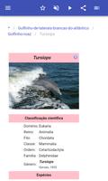 Dolphins imagem de tela 3