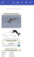 Dolphins syot layar 1