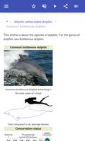 Dolphins syot layar 2