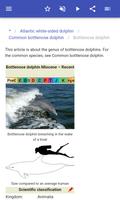 Dolphins syot layar 3