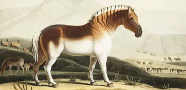 Extinct animals